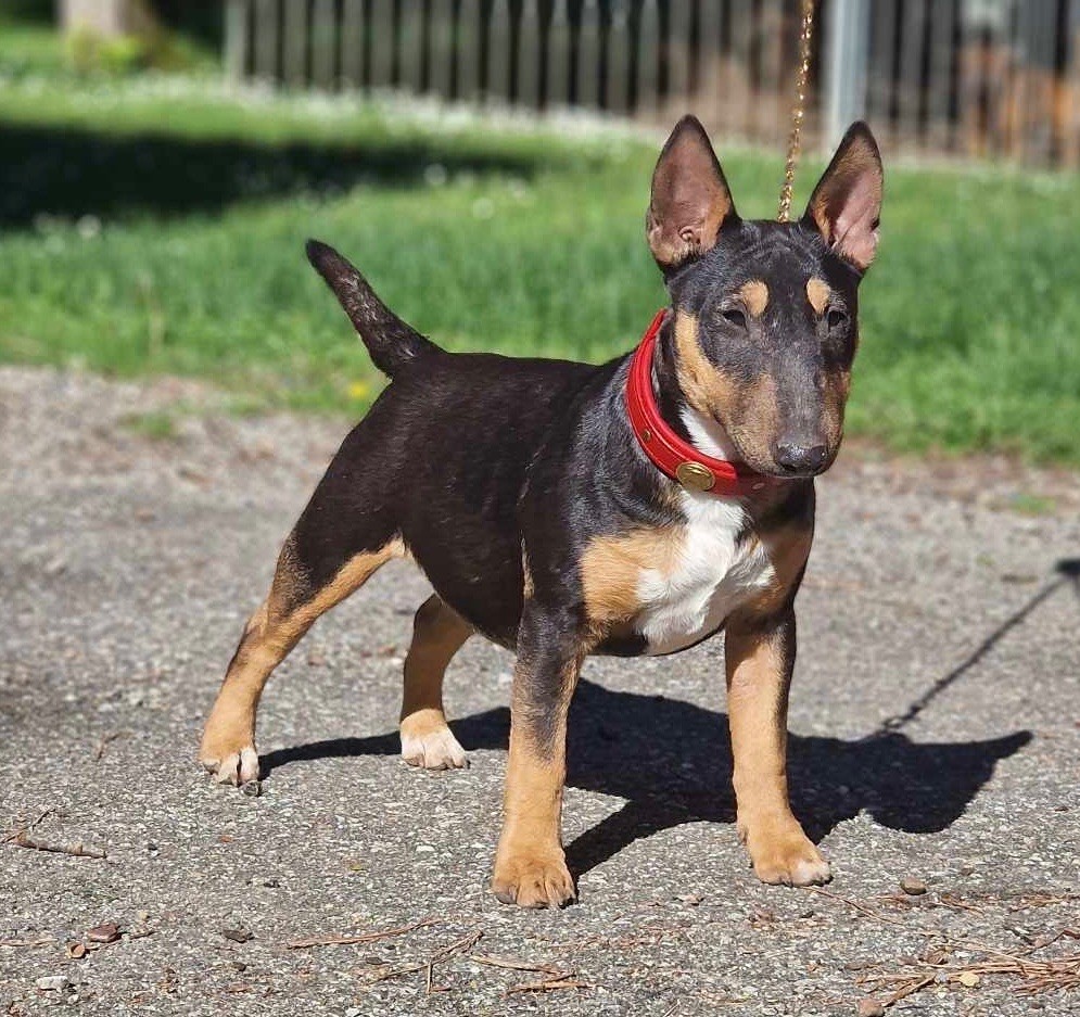 Les Bull Terrier Miniature de l'affixe De La Furia Roja