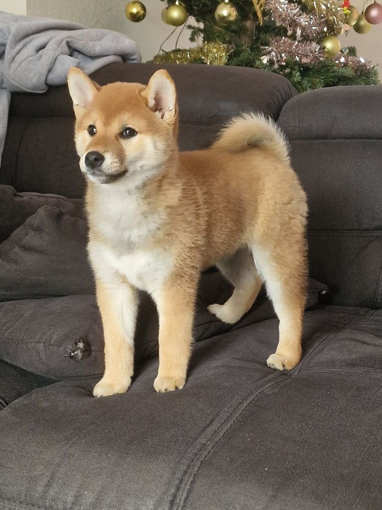 Les Shiba de l'affixe De La Furia Roja