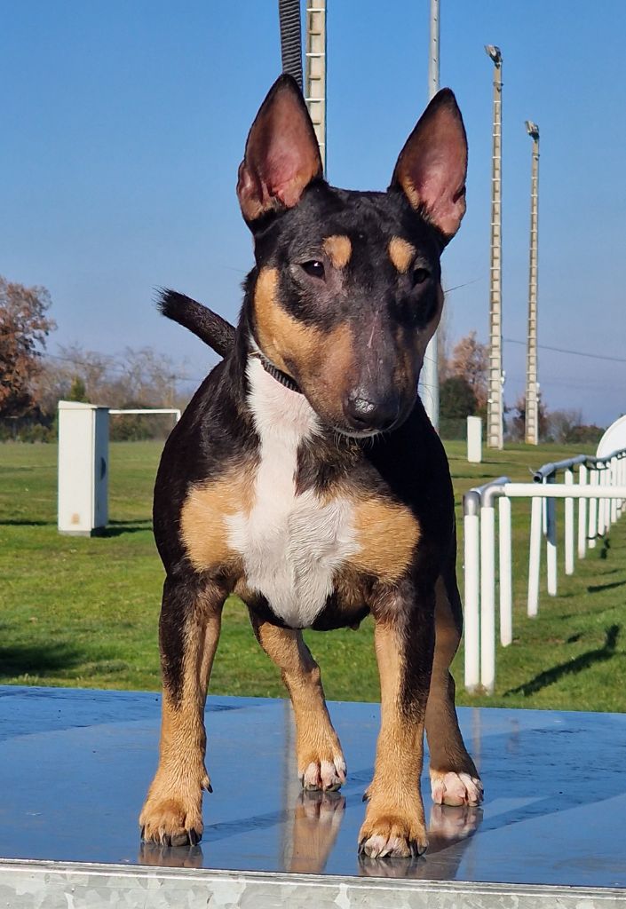 Les Bull Terrier Miniature de l'affixe De La Furia Roja