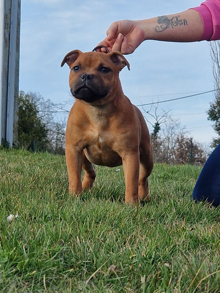 Bluedogcity Valentino