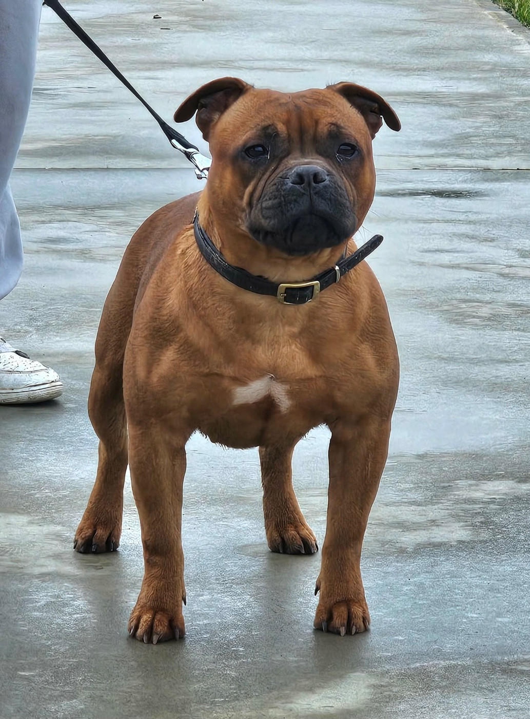 Viny beauty De La Furia Roja