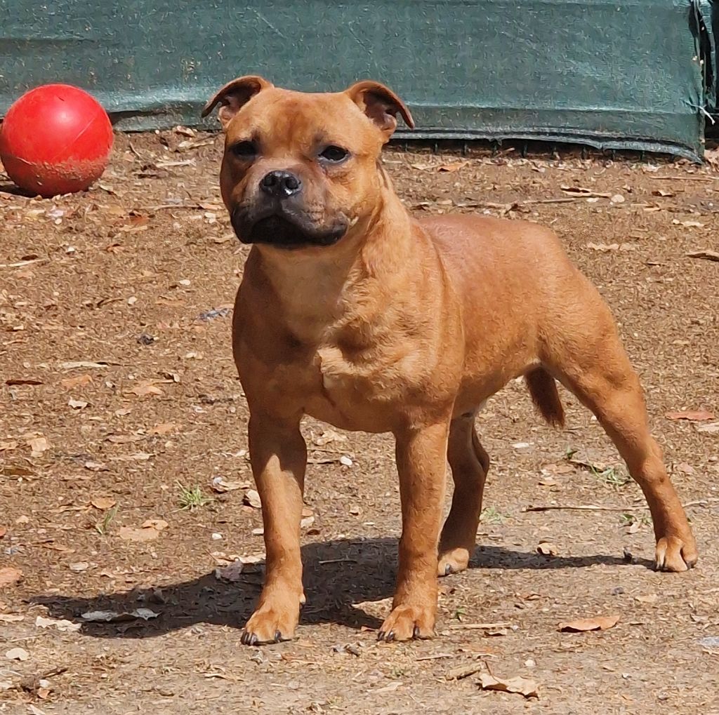 Bluedogcity Valentino