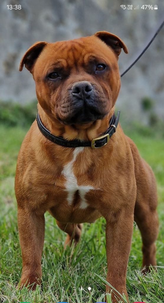 CH. Toretto De La Furia Roja
