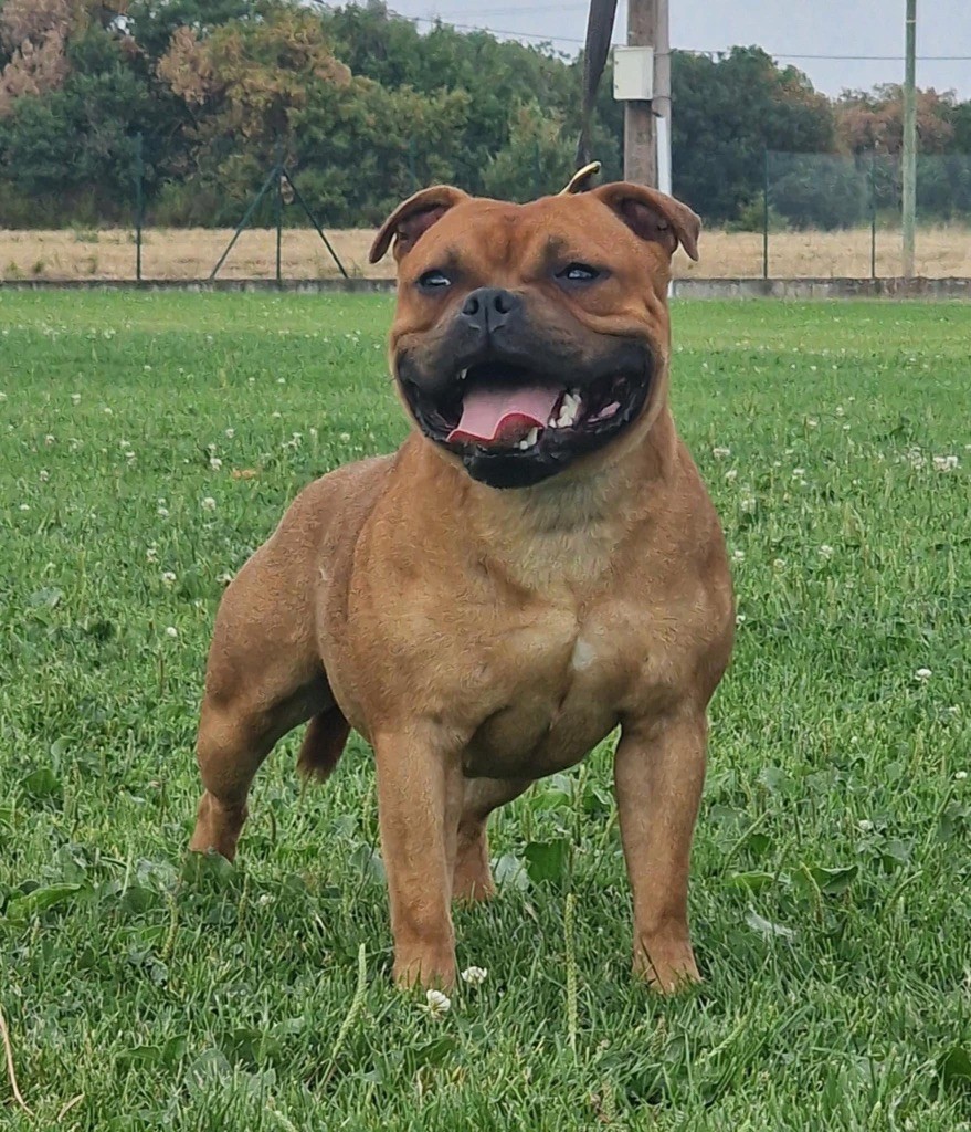 Bluedogcity Valentino