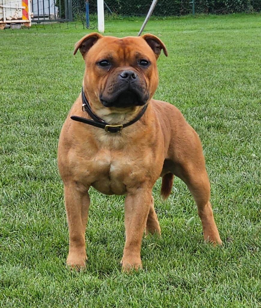 Bluedogcity Valentino