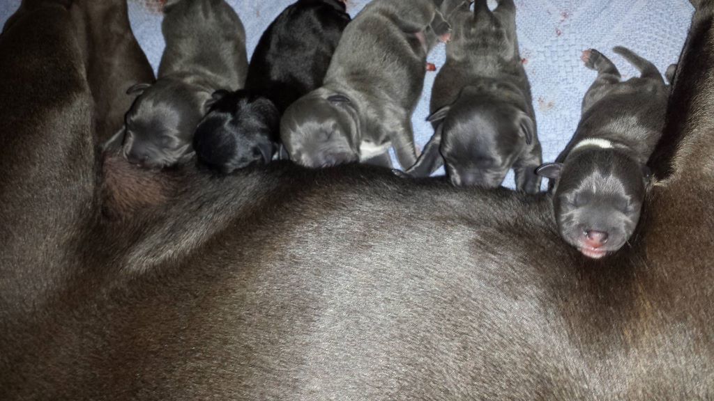 Premiers chiots de notre mâle junior terror jango du chant de hienda