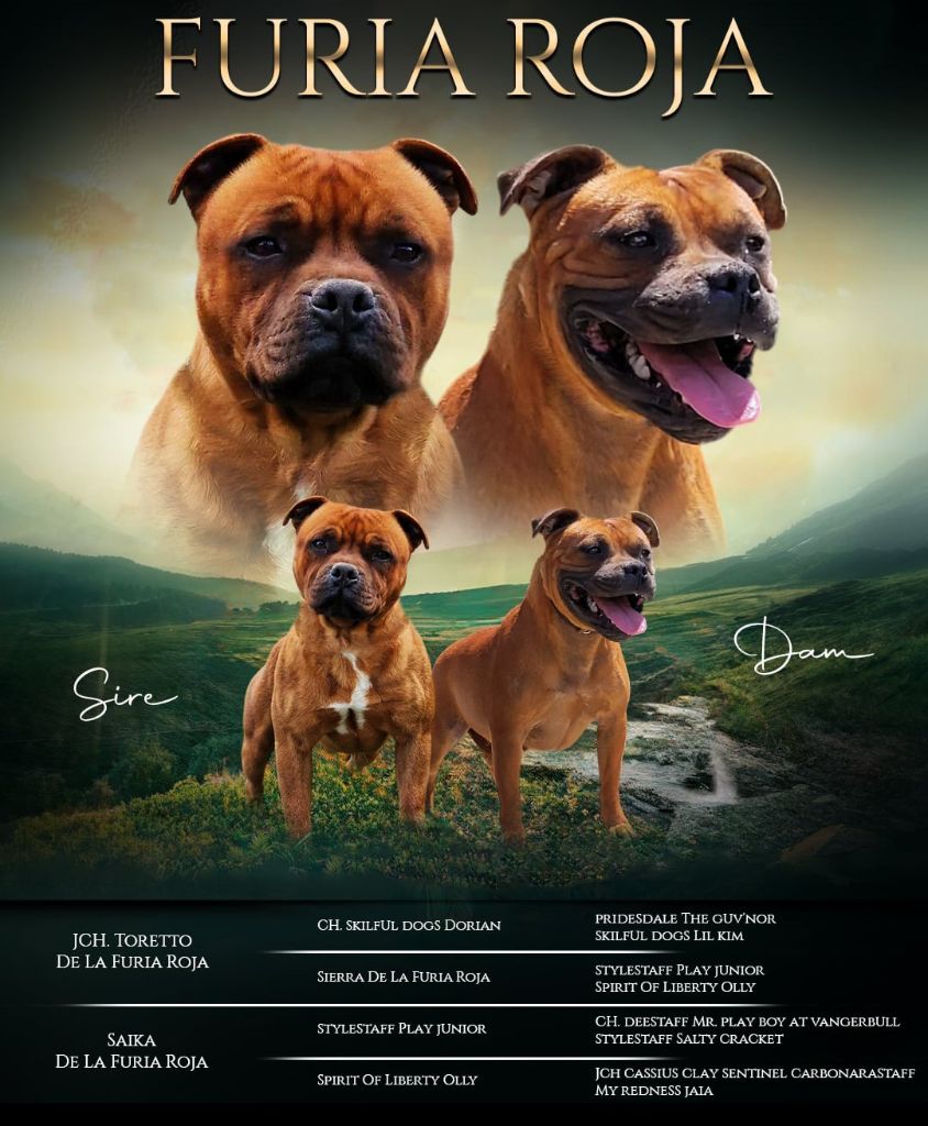 Chiot Staffordshire Bull Terrier De La Furia Roja