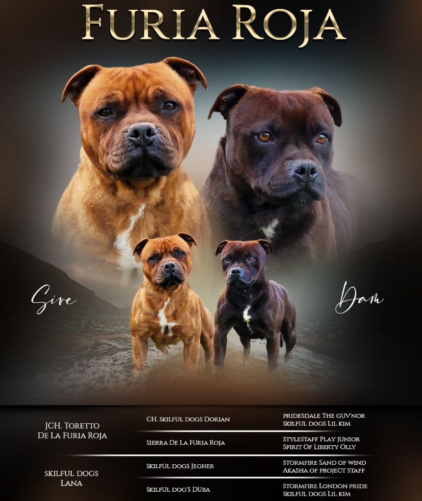 Chiot Staffordshire Bull Terrier De La Furia Roja