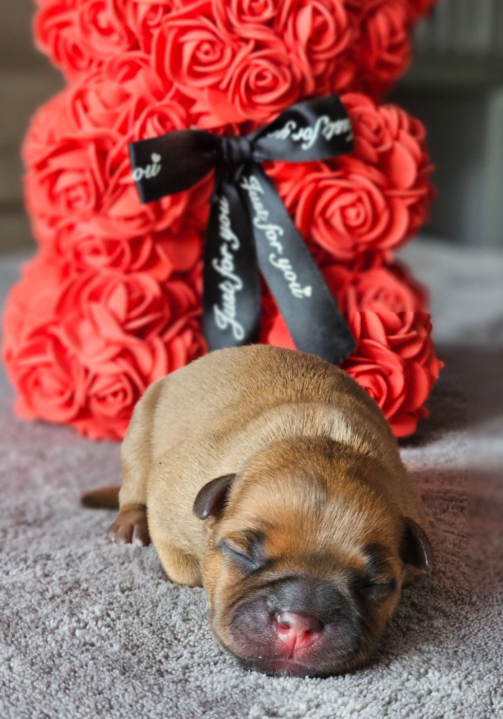 De La Furia Roja - Chiots disponibles - Staffordshire Bull Terrier