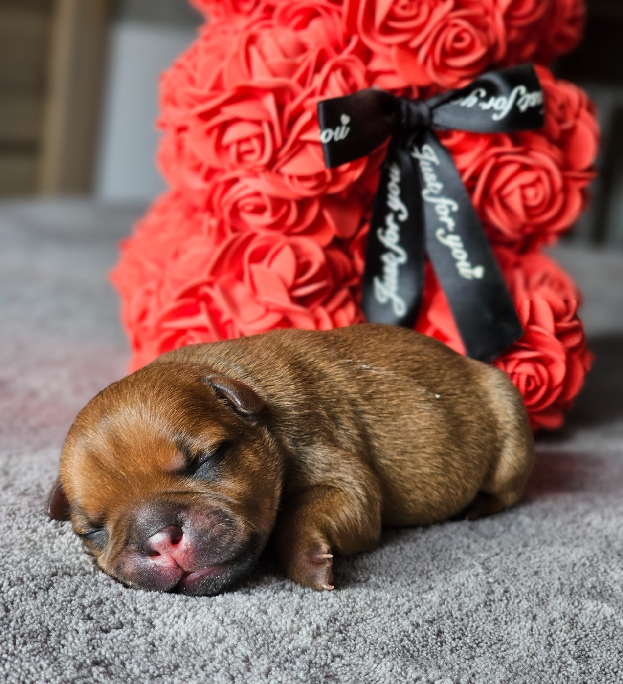 De La Furia Roja - Chiots disponibles - Staffordshire Bull Terrier