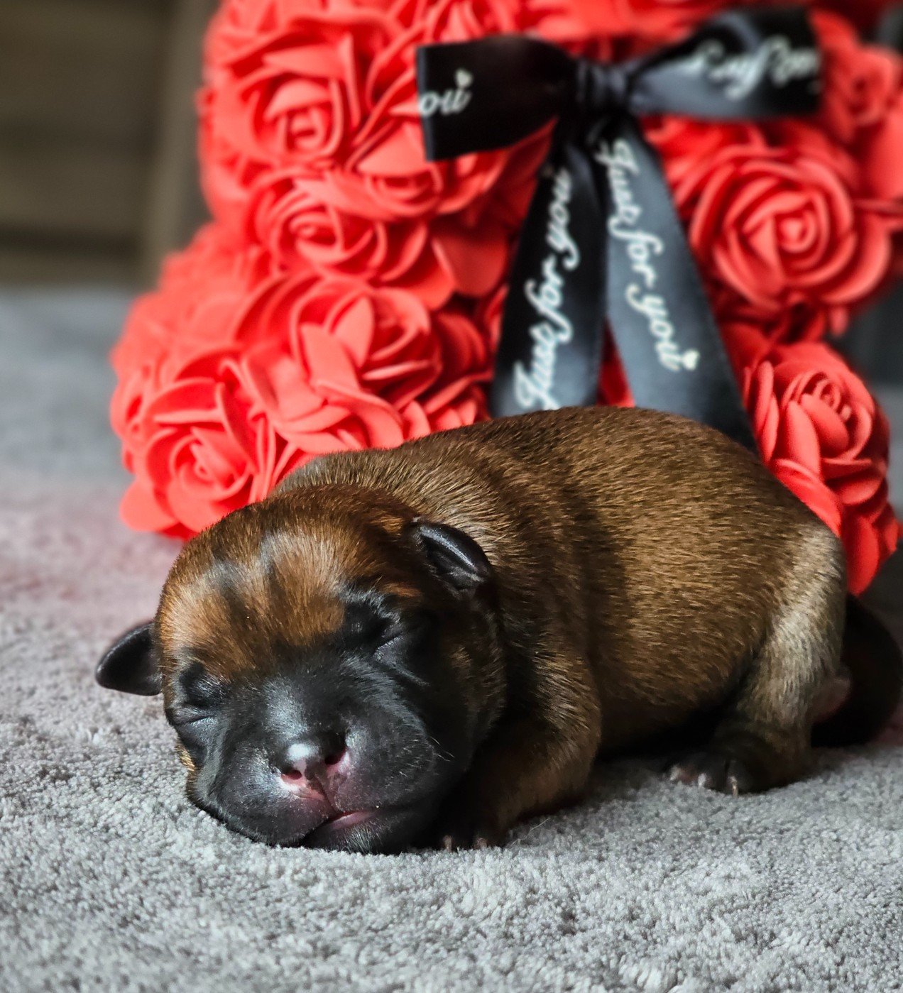 De La Furia Roja - Chiots disponibles - Staffordshire Bull Terrier