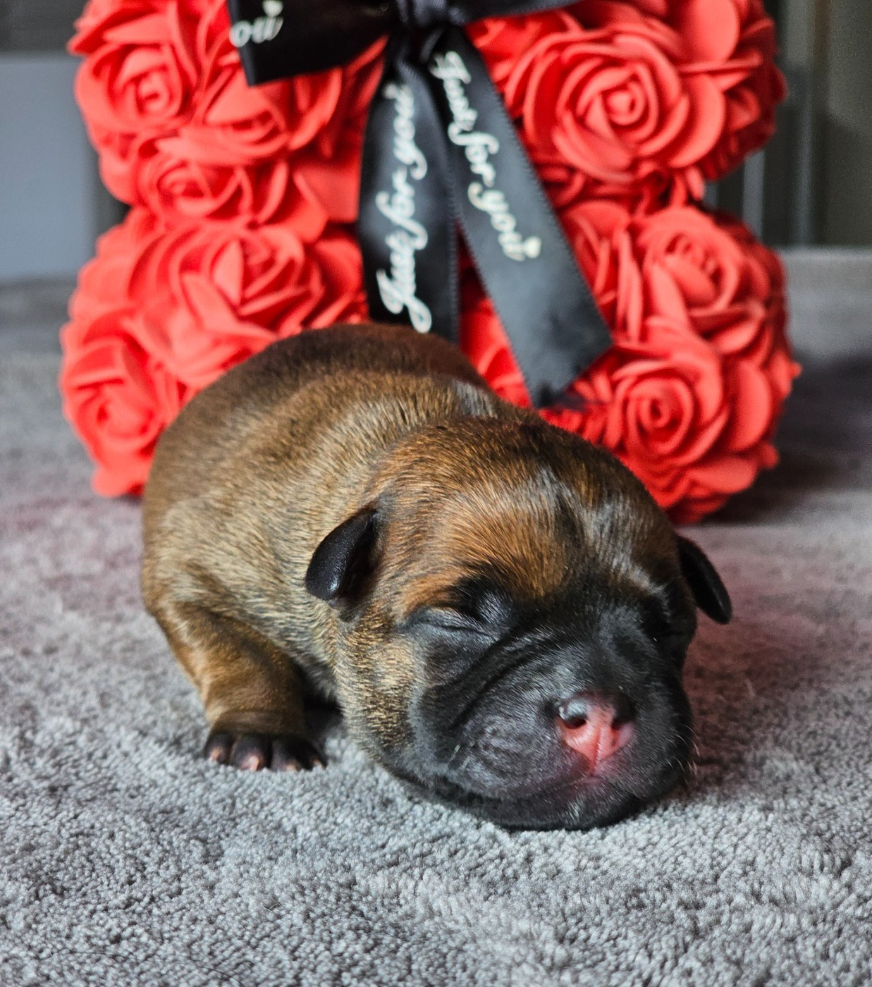 De La Furia Roja - Chiots disponibles - Staffordshire Bull Terrier