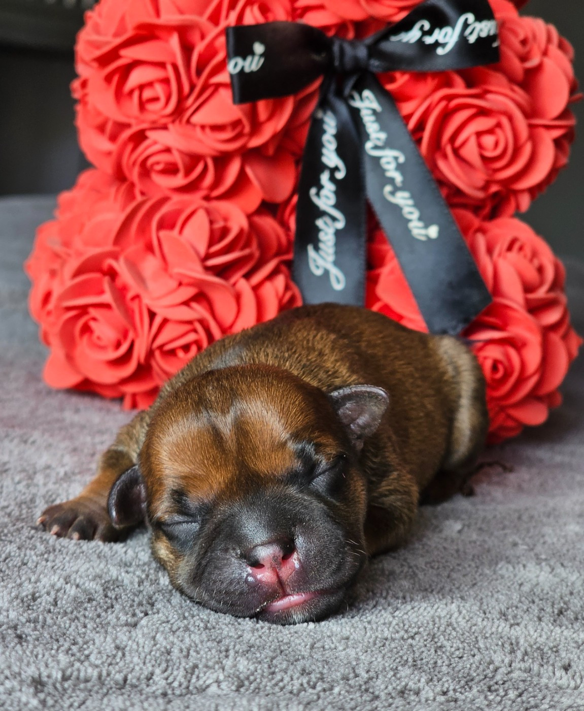 De La Furia Roja - Chiots disponibles - Staffordshire Bull Terrier