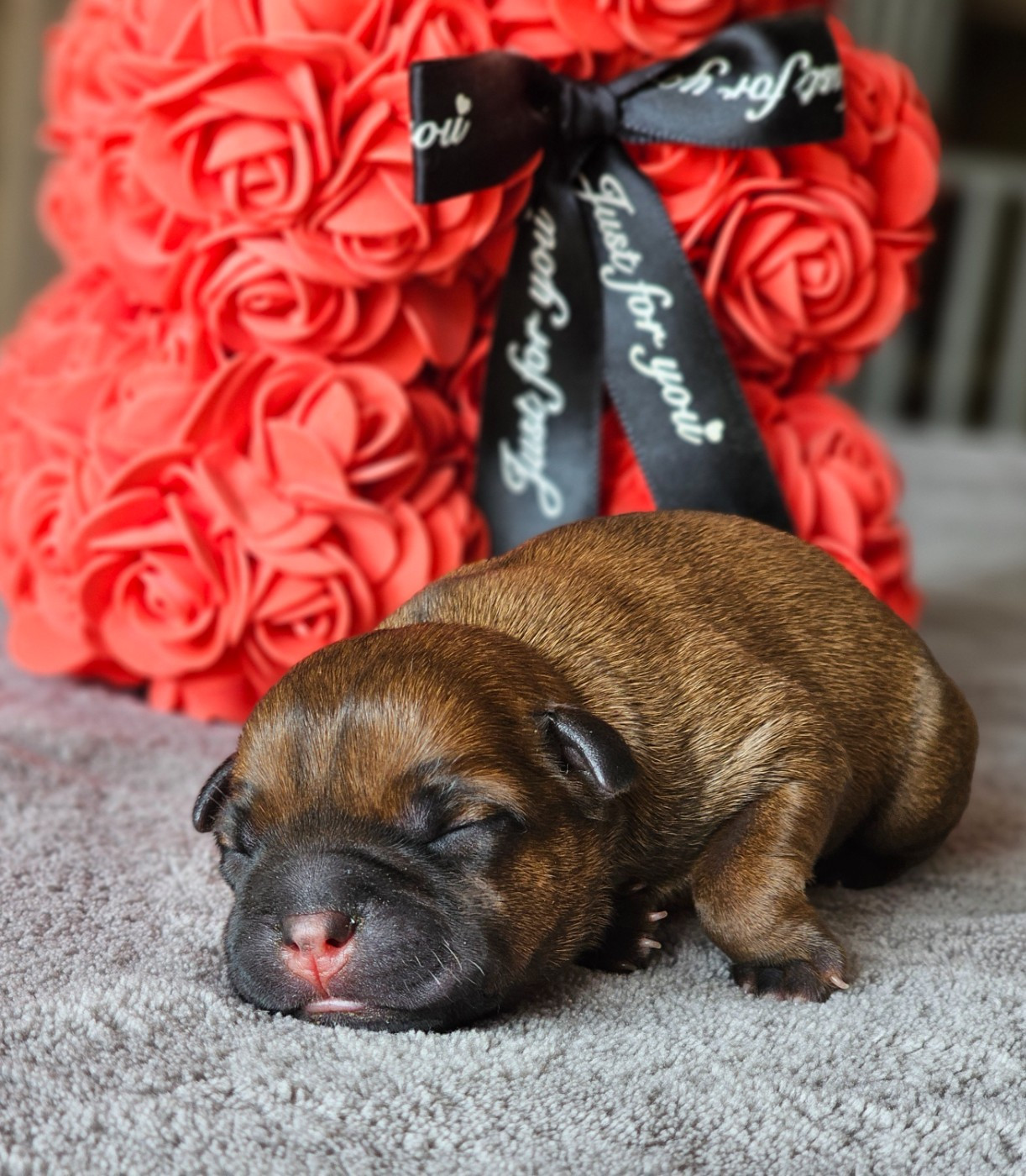 De La Furia Roja - Chiots disponibles - Staffordshire Bull Terrier