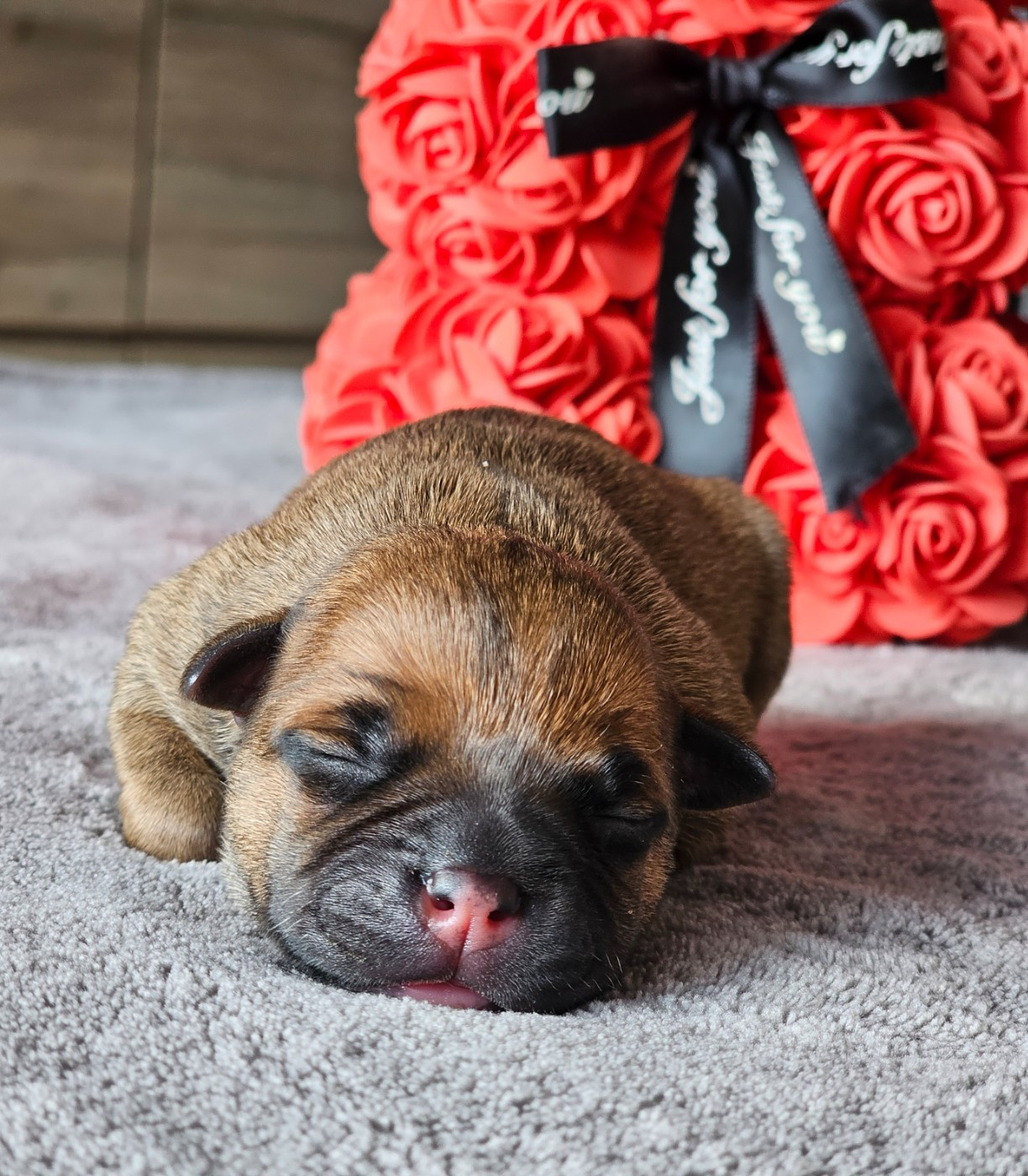 De La Furia Roja - Chiots disponibles - Staffordshire Bull Terrier