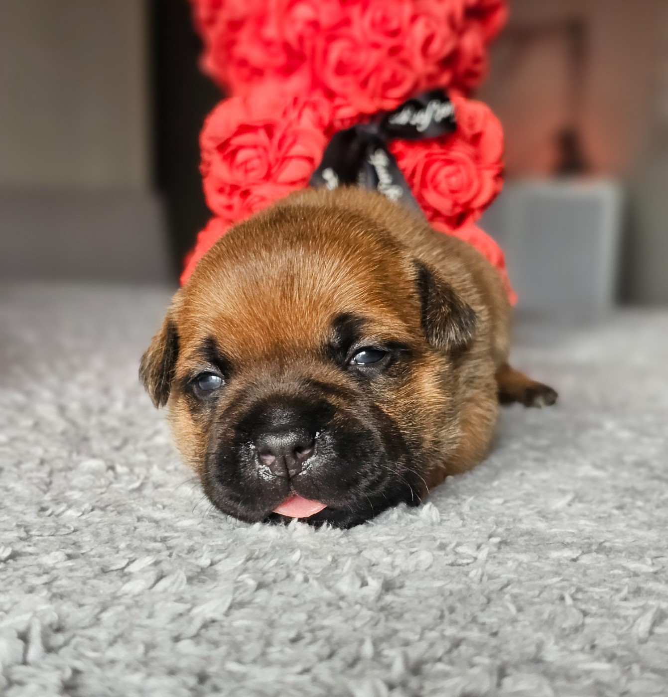 De La Furia Roja - Chiots disponibles - Staffordshire Bull Terrier