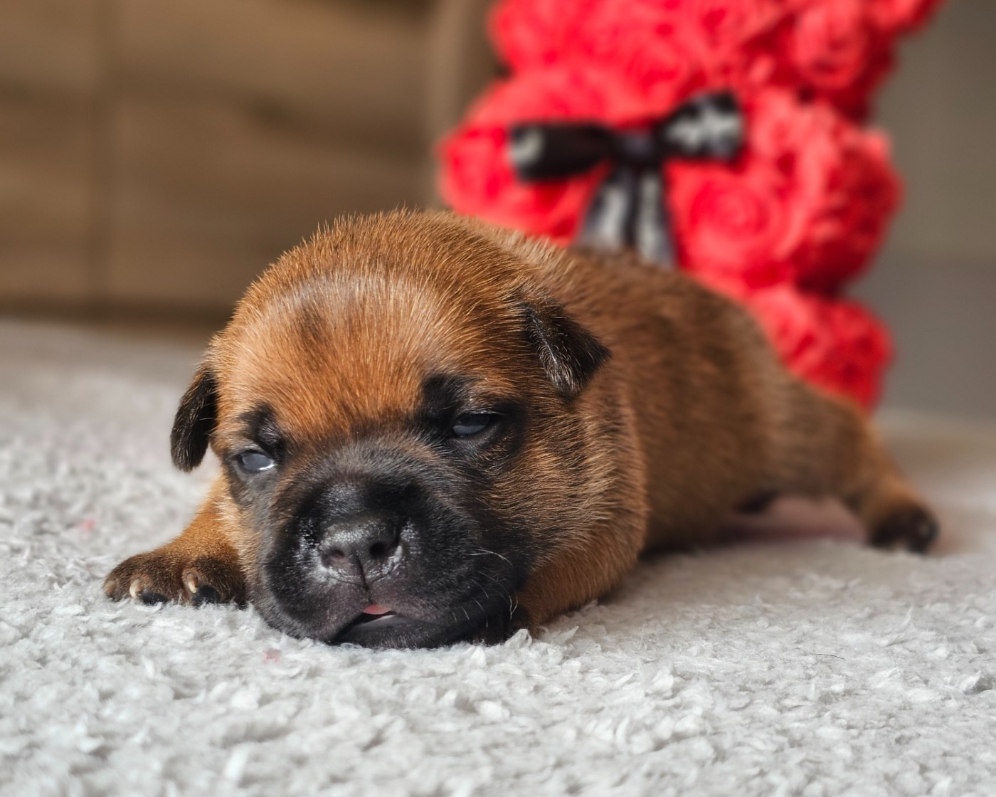 De La Furia Roja - Chiots disponibles - Staffordshire Bull Terrier