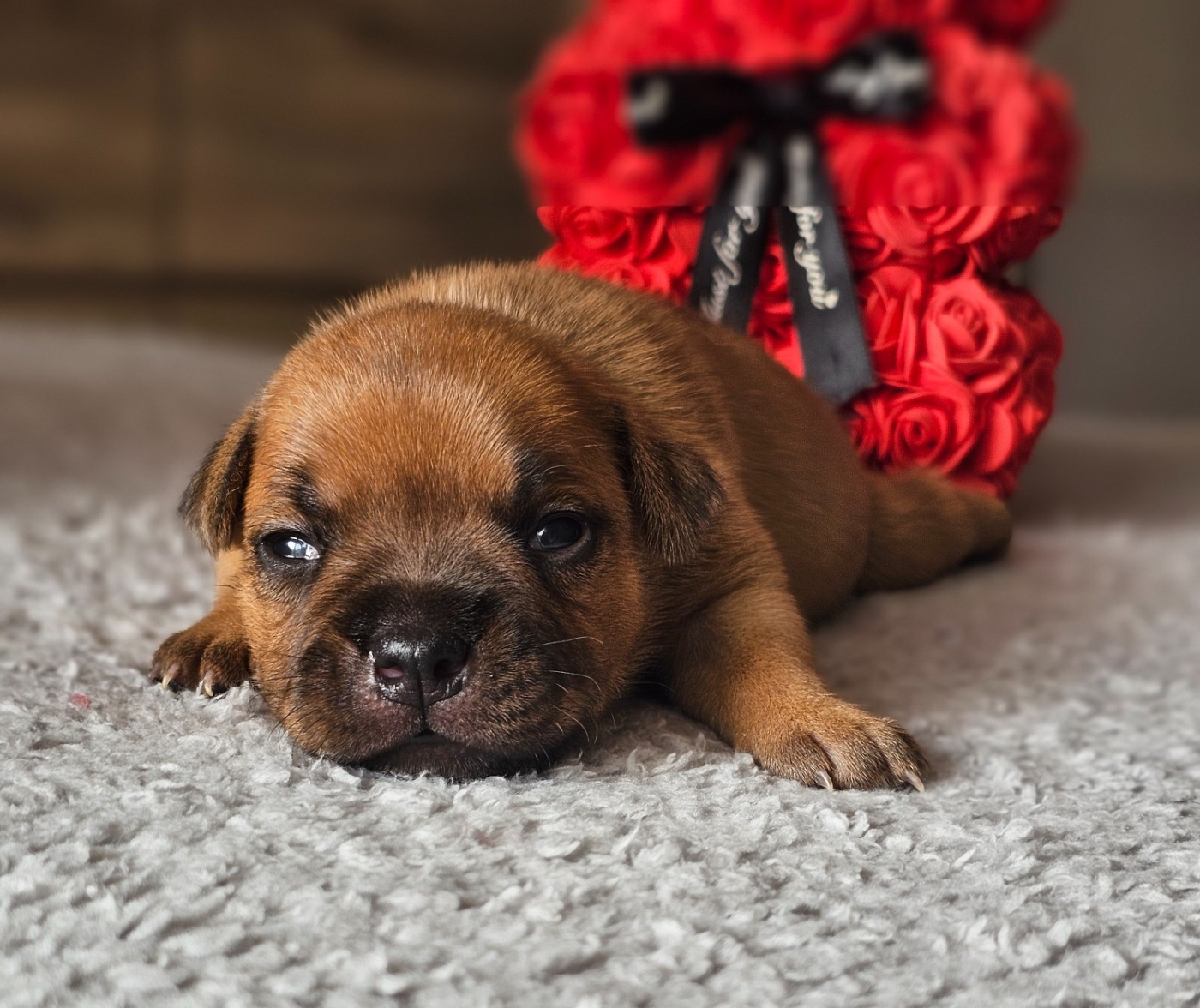 De La Furia Roja - Chiots disponibles - Staffordshire Bull Terrier