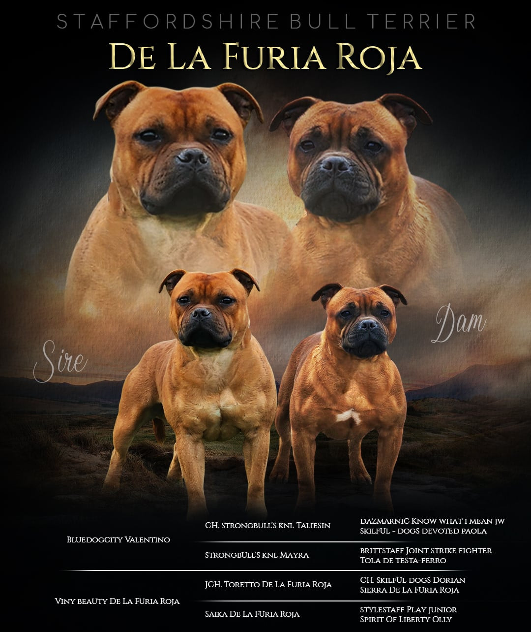 De La Furia Roja - Staffordshire Bull Terrier - Portée née le 06/03/2026