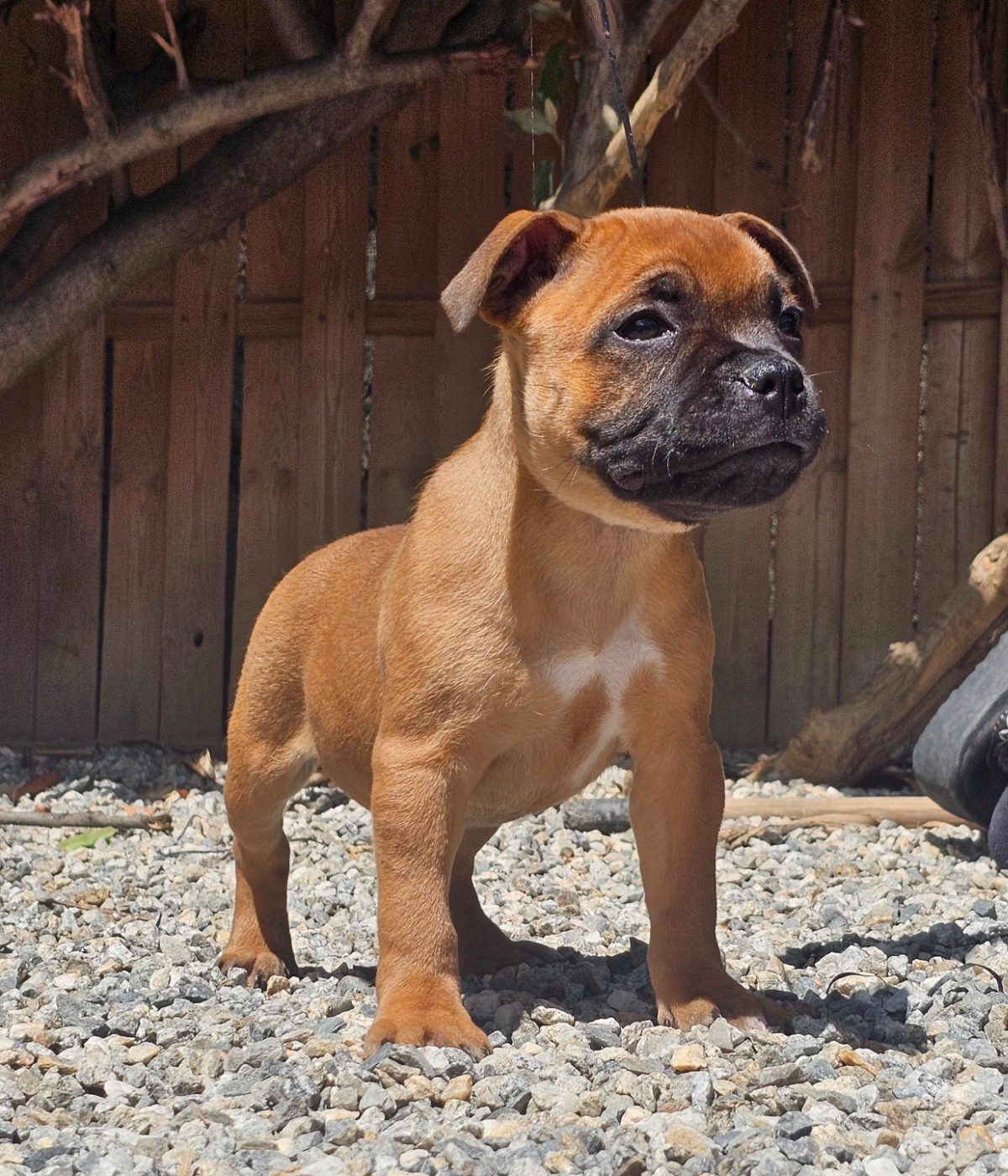 De La Furia Roja - Chiots disponibles - Staffordshire Bull Terrier