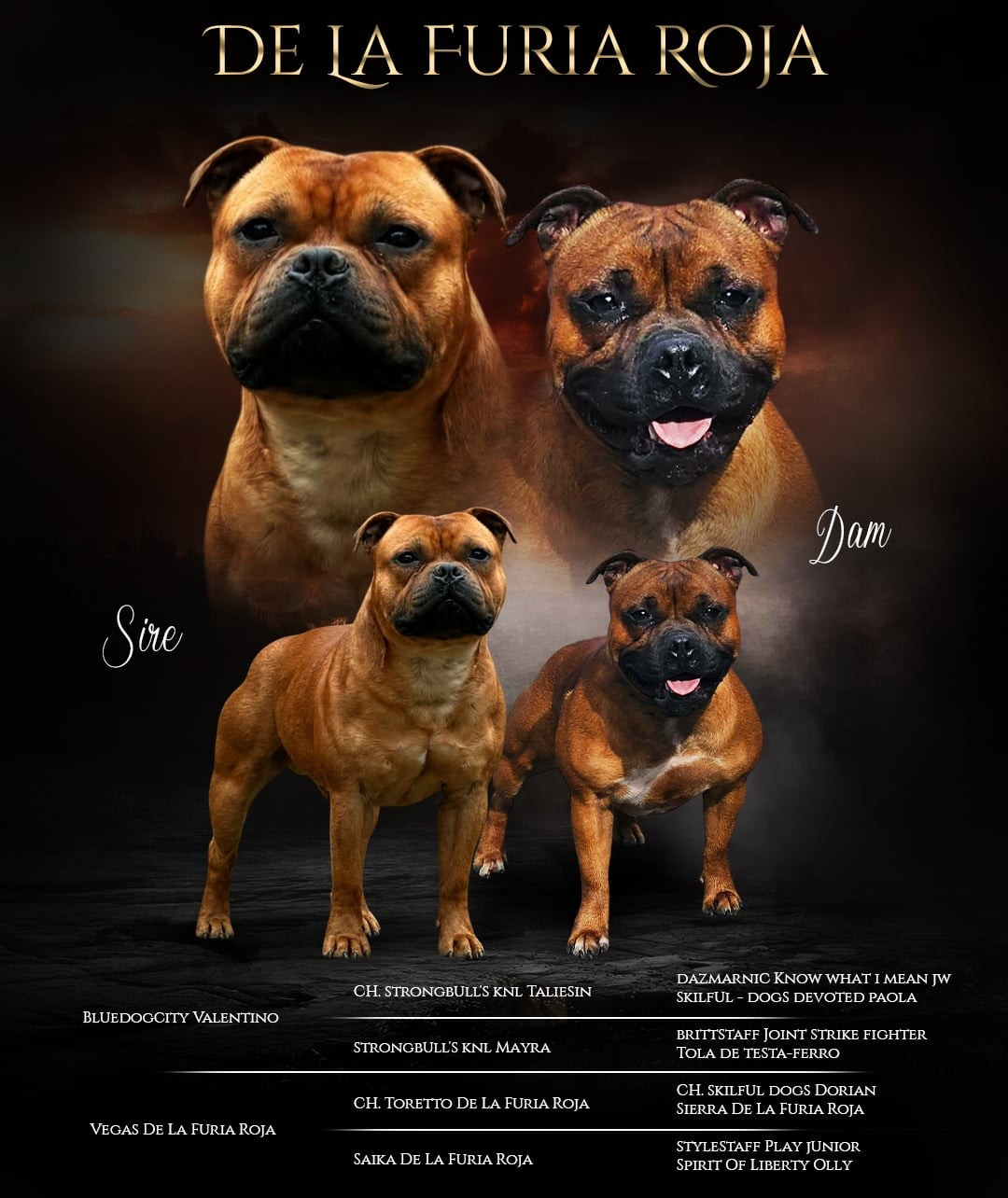 Chiot Staffordshire Bull Terrier De La Furia Roja