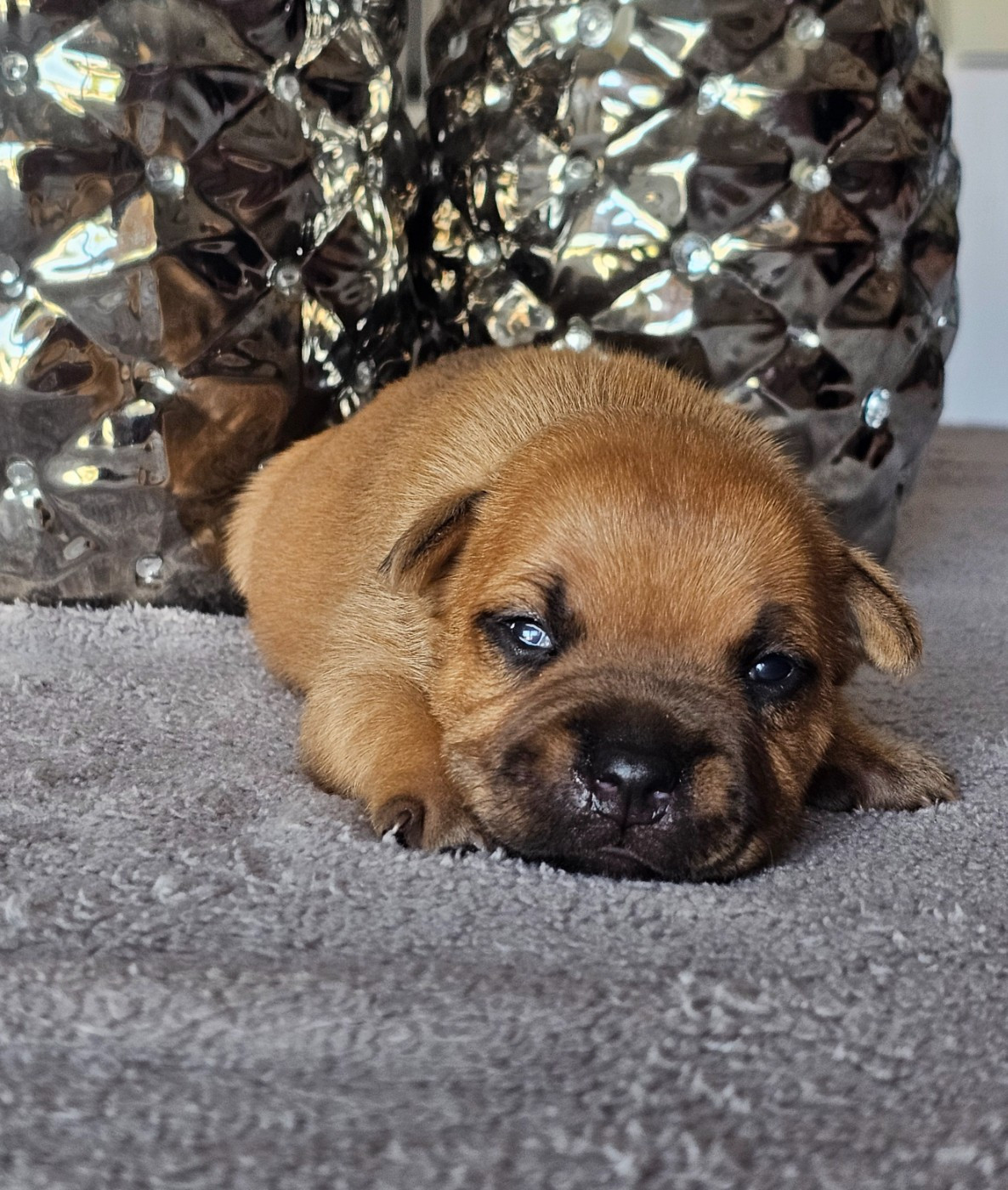 De La Furia Roja - Chiots disponibles - Staffordshire Bull Terrier