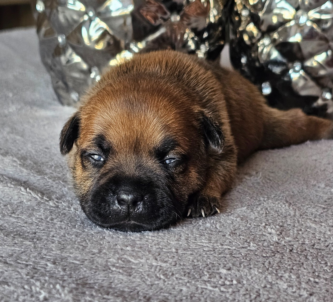De La Furia Roja - Chiots disponibles - Staffordshire Bull Terrier