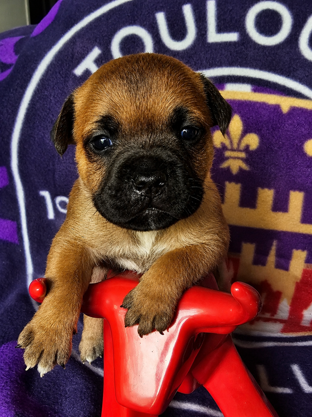 De La Furia Roja - Chiots disponibles - Staffordshire Bull Terrier
