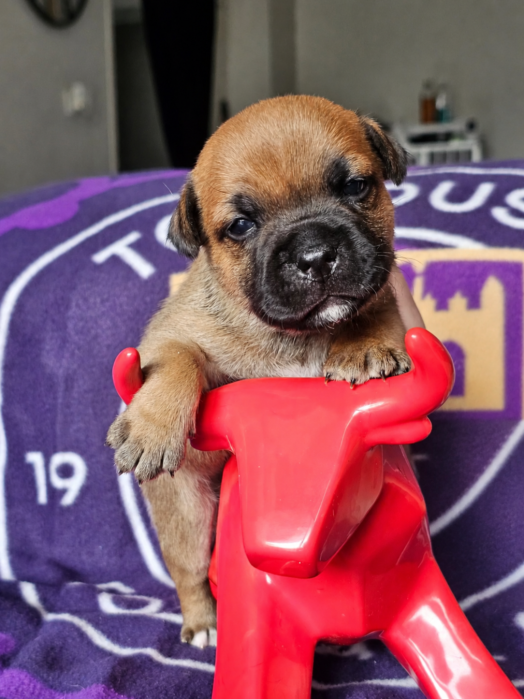 De La Furia Roja - Chiots disponibles - Staffordshire Bull Terrier