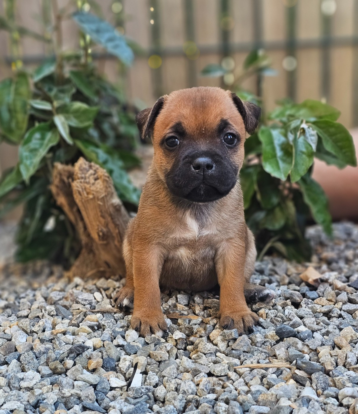 De La Furia Roja - Chiots disponibles - Staffordshire Bull Terrier