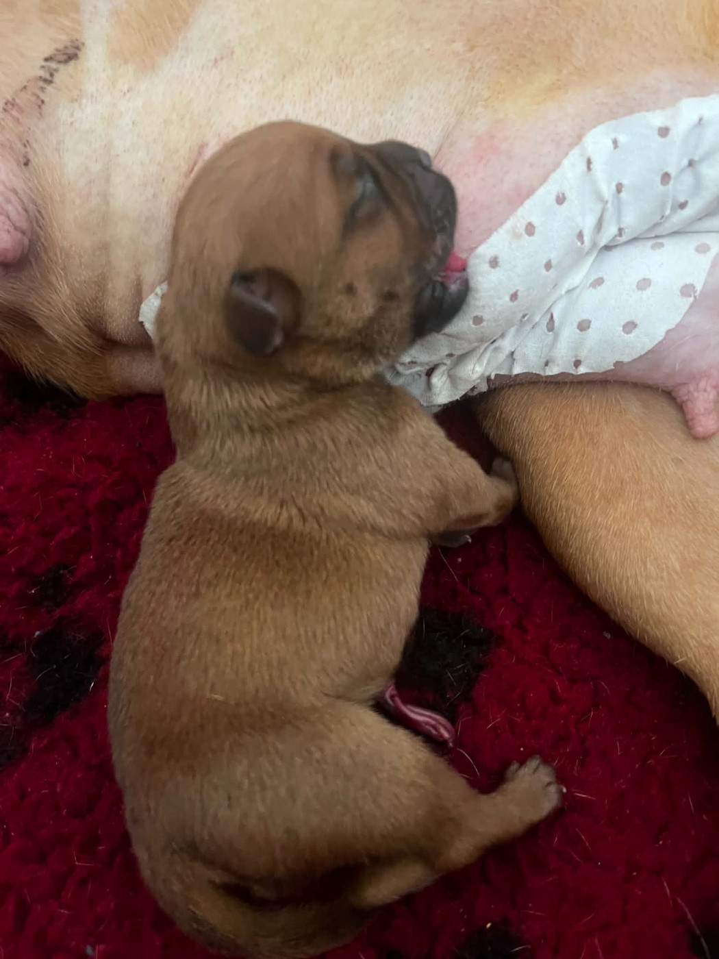 De La Furia Roja - Chiots disponibles - Staffordshire Bull Terrier