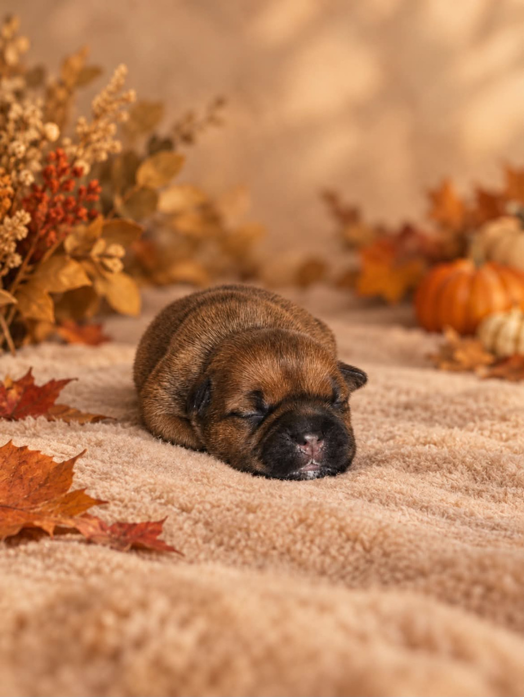 De La Furia Roja - Chiots disponibles - Staffordshire Bull Terrier