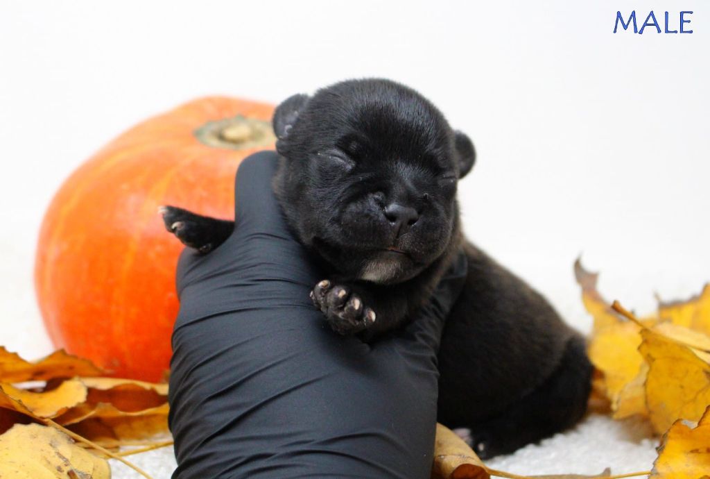 De La Furia Roja - Chiots disponibles - Staffordshire Bull Terrier