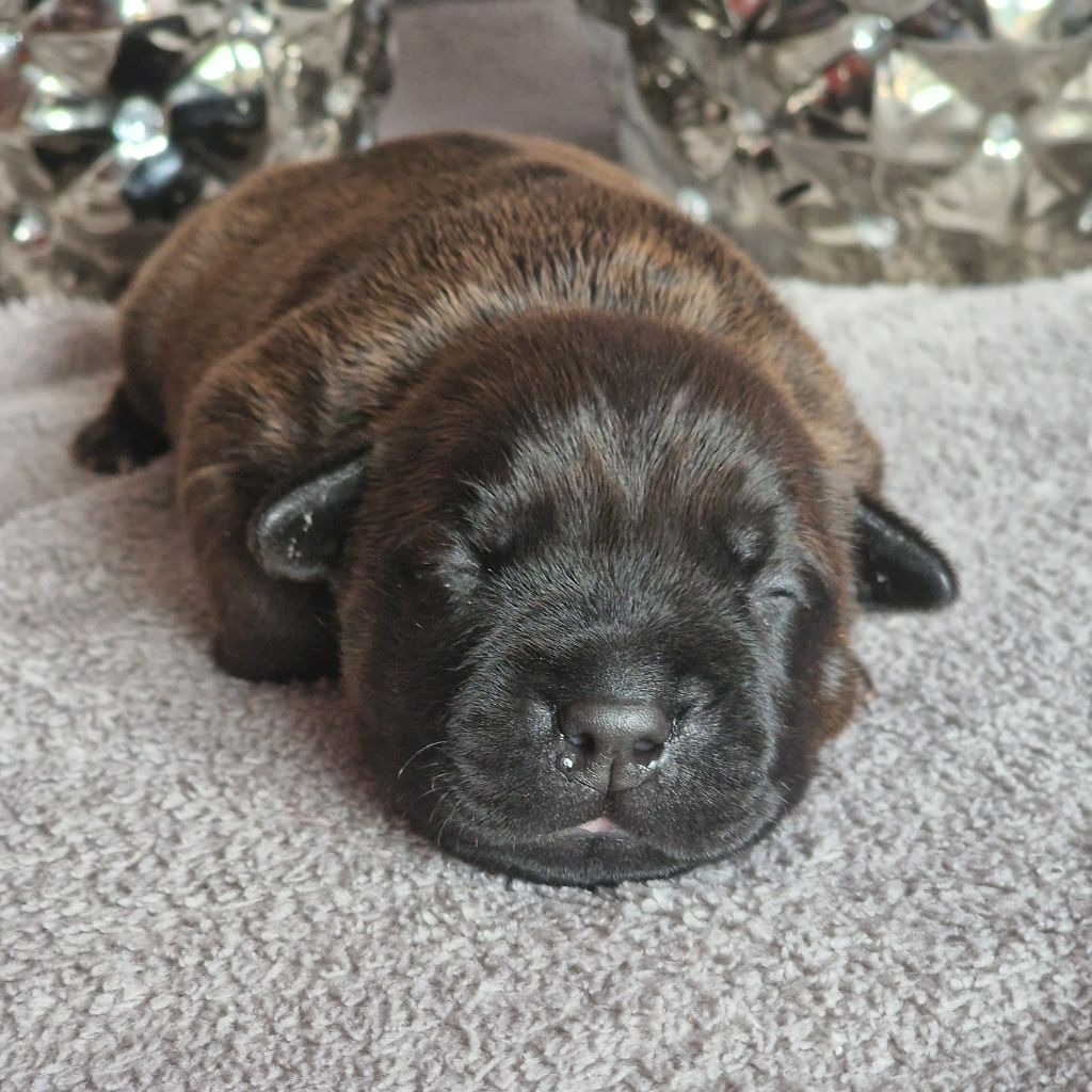 De La Furia Roja - Chiots disponibles - Staffordshire Bull Terrier