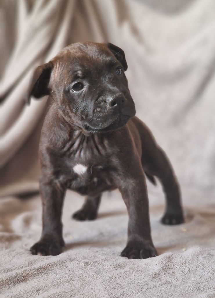 De La Furia Roja - Chiots disponibles - Staffordshire Bull Terrier