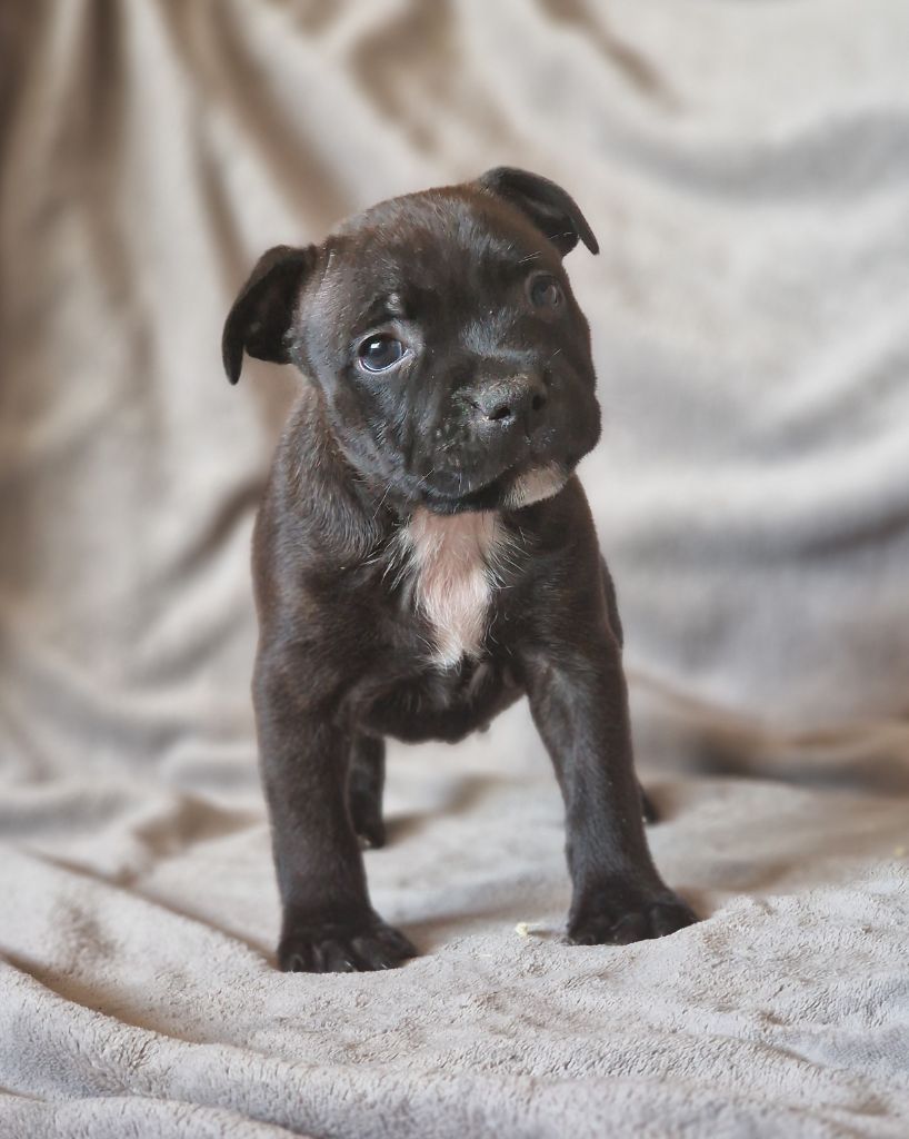 De La Furia Roja - Chiots disponibles - Staffordshire Bull Terrier