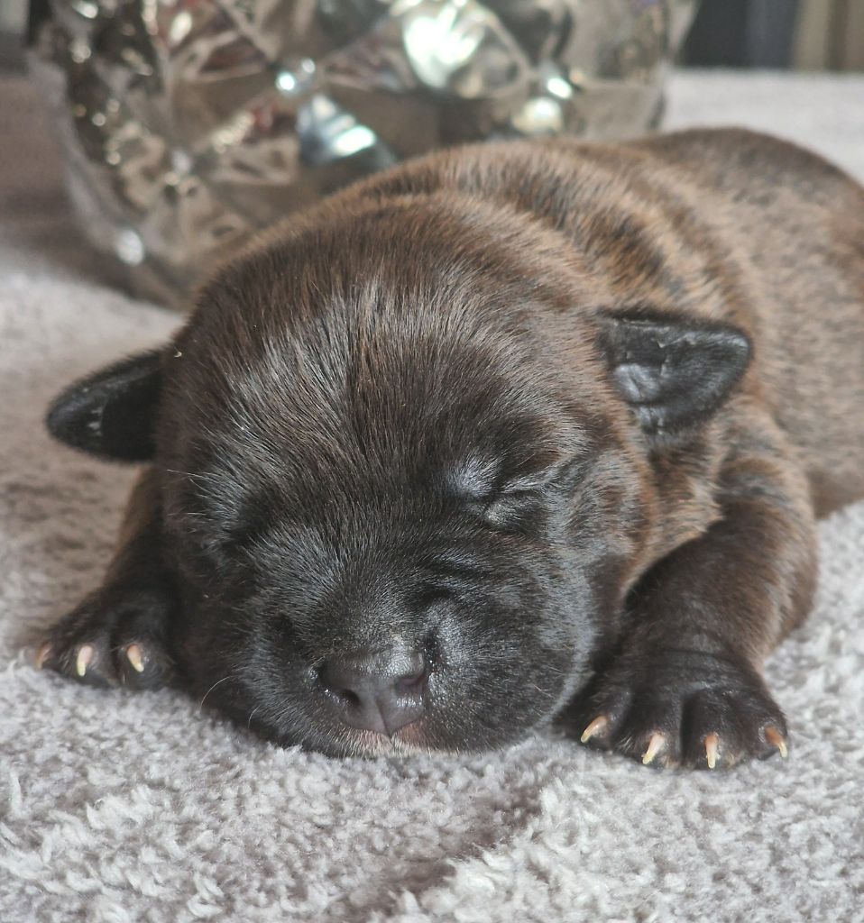 De La Furia Roja - Chiots disponibles - Staffordshire Bull Terrier