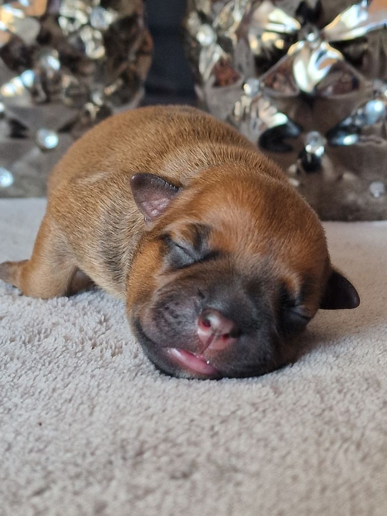 De La Furia Roja - Chiots disponibles - Staffordshire Bull Terrier