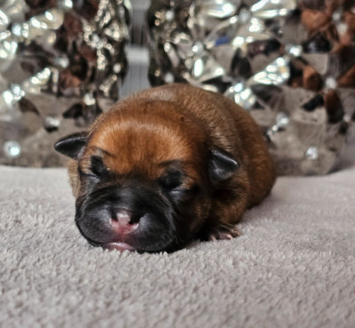 CHIOT 6