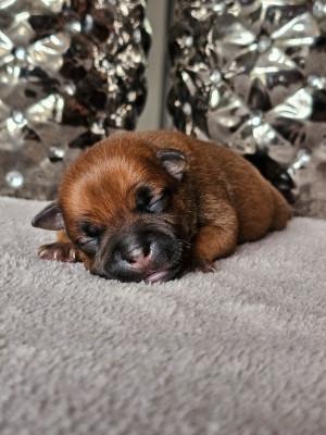 CHIOT 7