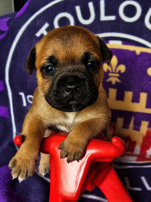 CHIOT 1