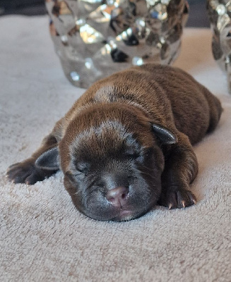 CHIOT
