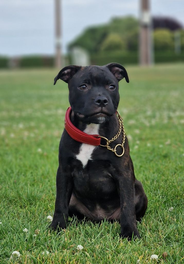 De La Furia Roja - Chiots disponibles - Staffordshire Bull Terrier
