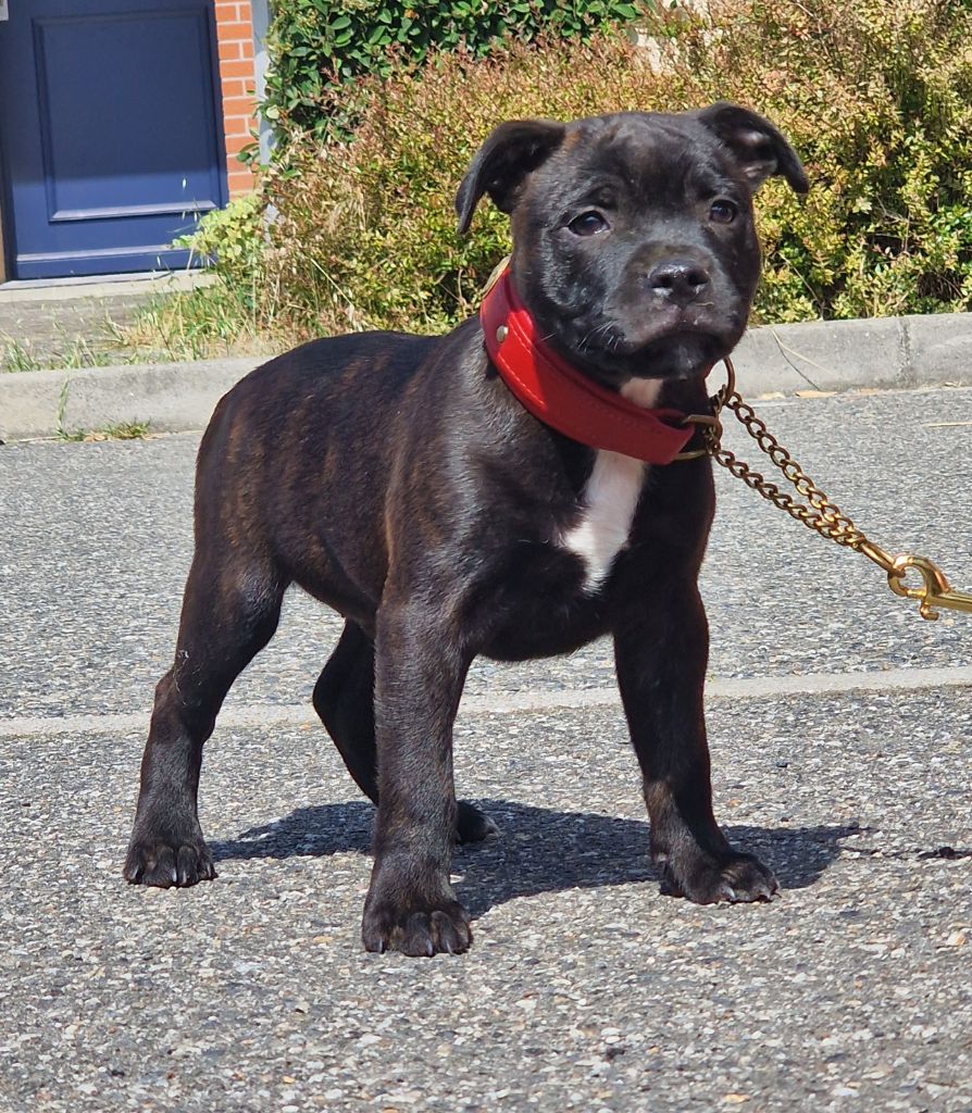 De La Furia Roja - Chiots disponibles - Staffordshire Bull Terrier