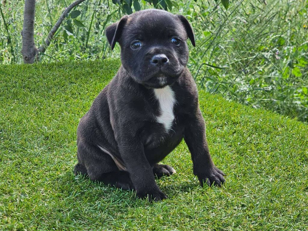 De La Furia Roja - Chiots disponibles - Staffordshire Bull Terrier